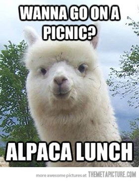 funny-alpaca-pun-picnic